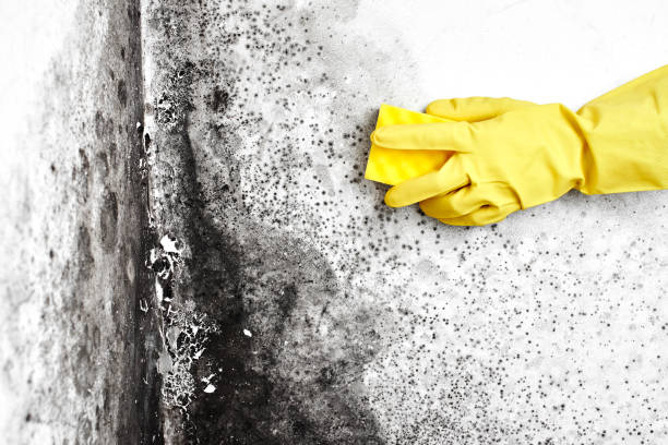 Office Mold Removal Services in Salt Lake City, UT