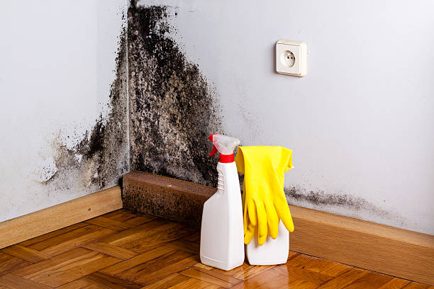 Best Black Mold Removal  in Salt Lake City, UT