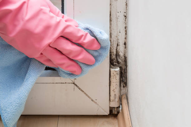 Best Certified Mold Removal  in Salt Lake City, UT