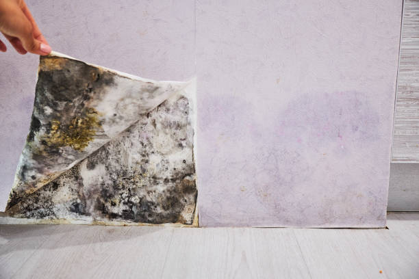 Best Toxic Mold Removal  in Salt Lake City, UT